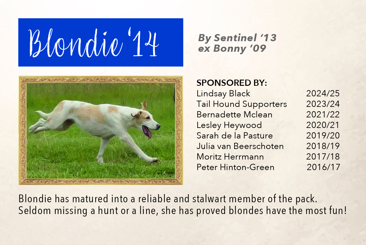 2_hound_pictures_&_sponsors_2024_blondie_14.jpg