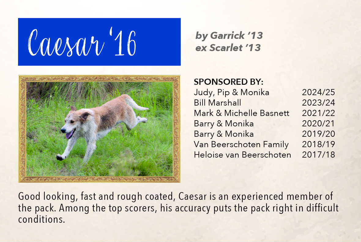 4_hound_pictures_&_sponsors_2024_caesar_16.jpg